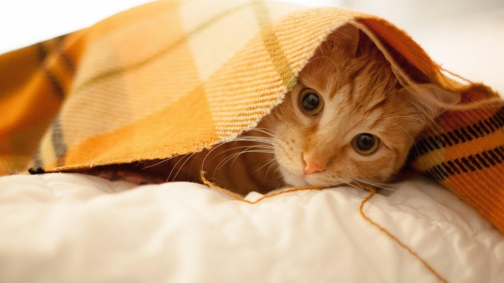 开云体育官网-跨越时空的决赛，马刺队史最离奇一胜，竟在五棵松斩落北京队？