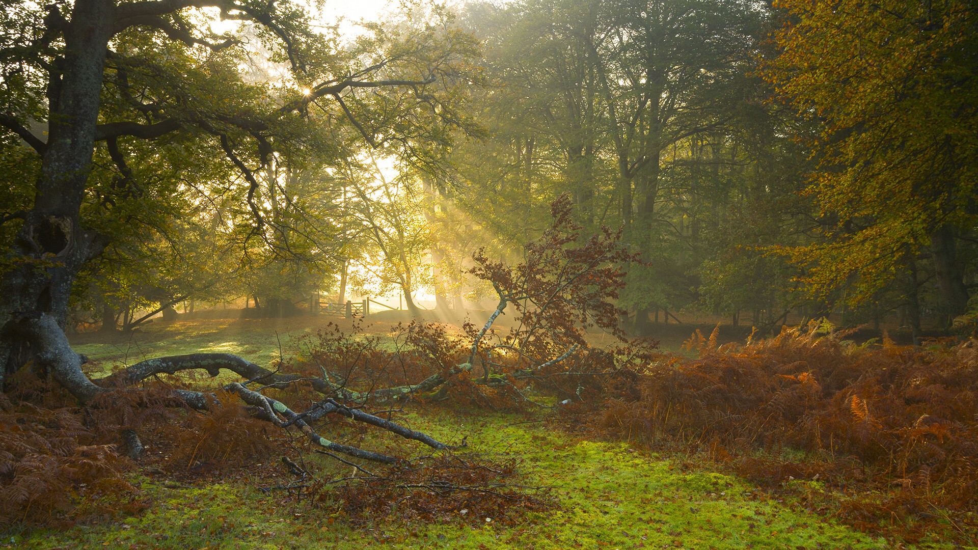 开云APP-绿茵幻想曲，当基米希的子弹射穿法兰西盾牌—塞内加尔如何用艺术足球完成致命一击