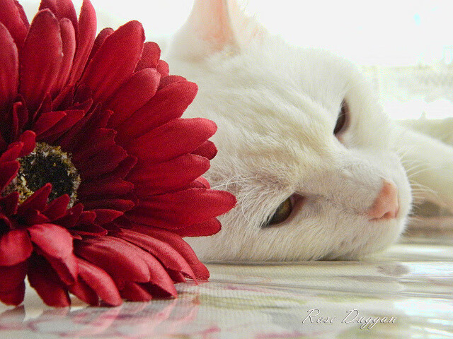 一剑封喉！德甲争冠夜克瓦拉茨赫利亚完美演绎，力挽狂澜成就经典