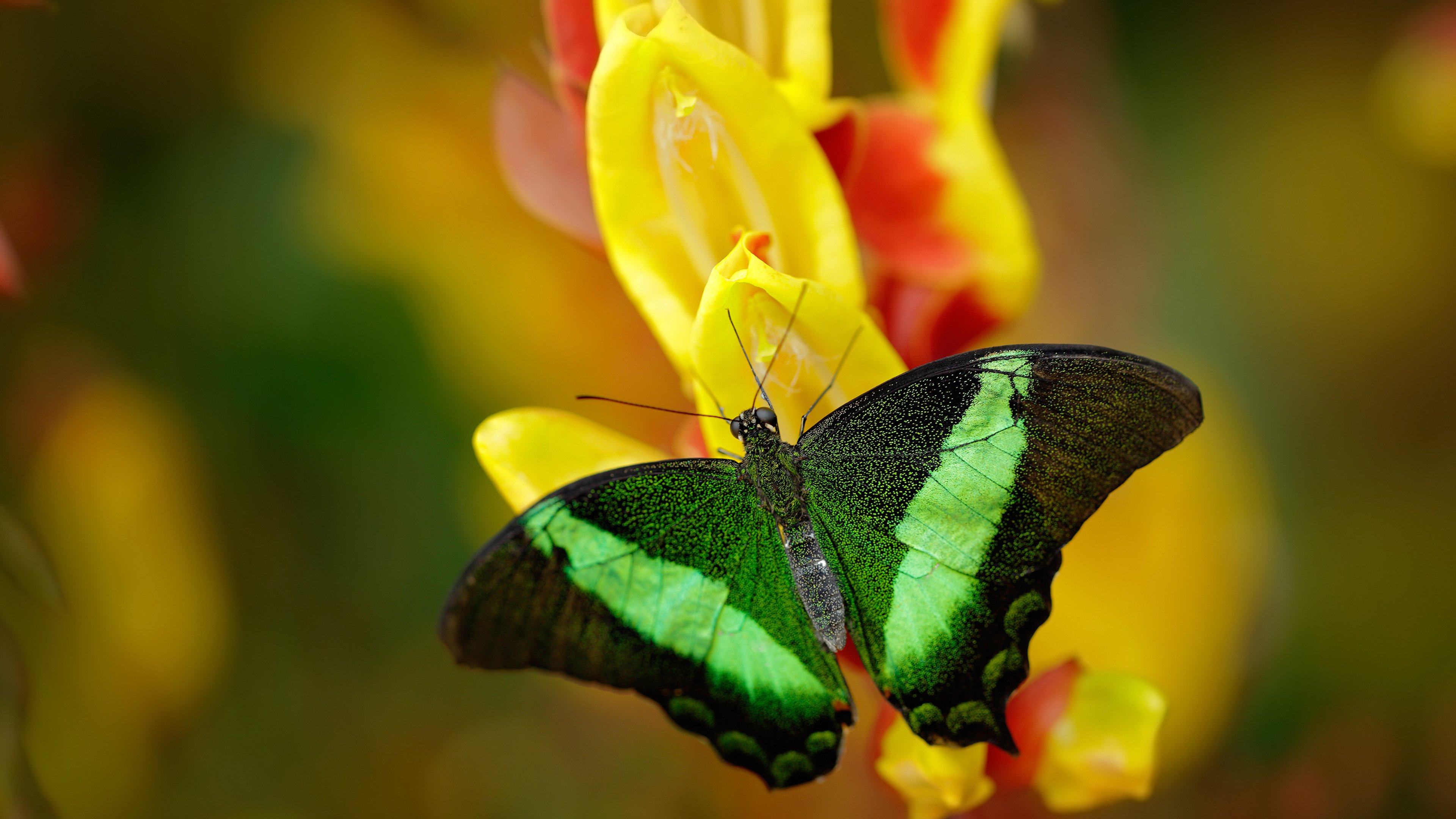 技术流的双重奏,马丁内利爆发与罗马打穿皇家社会的战术启示
