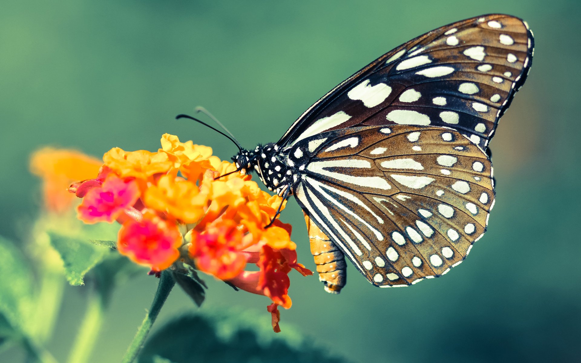 惊魂补时,铁血狂攻!帕尔默一己之力粉碎南非奇迹