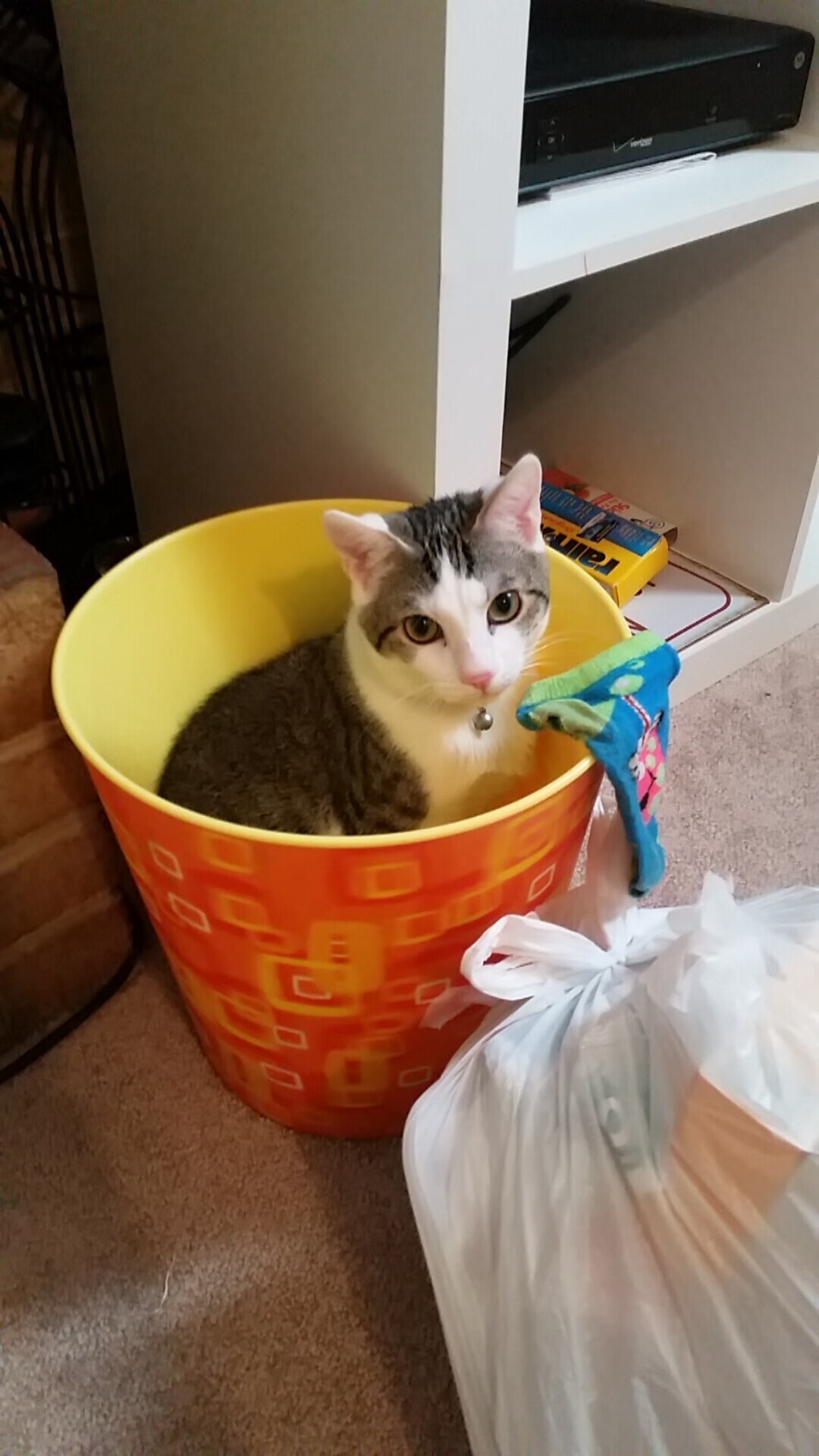 绿野上的琴师与刺客，卡马文加节奏完全掌控，爱尔兰绝杀智利