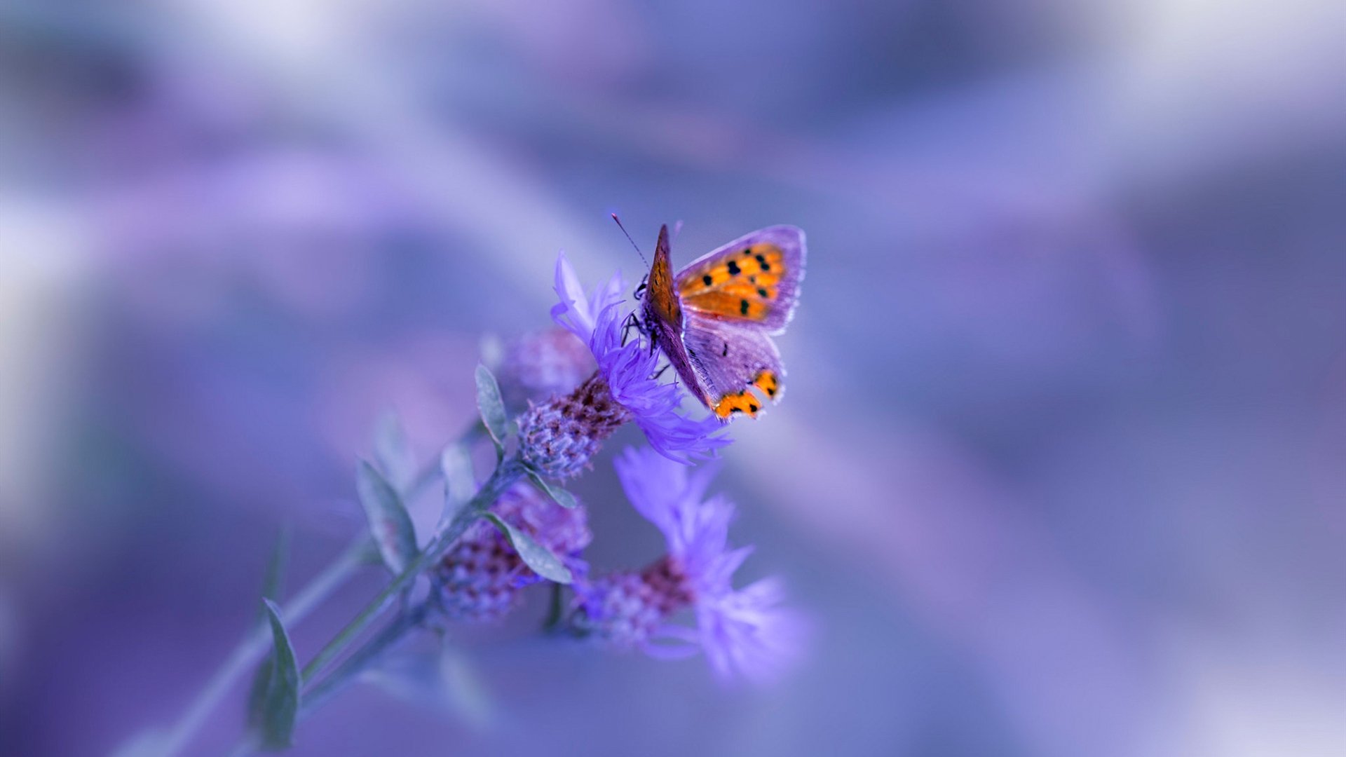 开云体育在线-冰封时刻,英格拉姆一剑封喉,奇才险胜深圳背后是怎样的心理博弈?