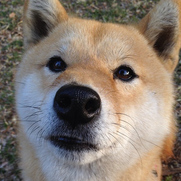 开云平台-独行者的魂魄，欧冠淘汰赛之夜的卡拉斯科