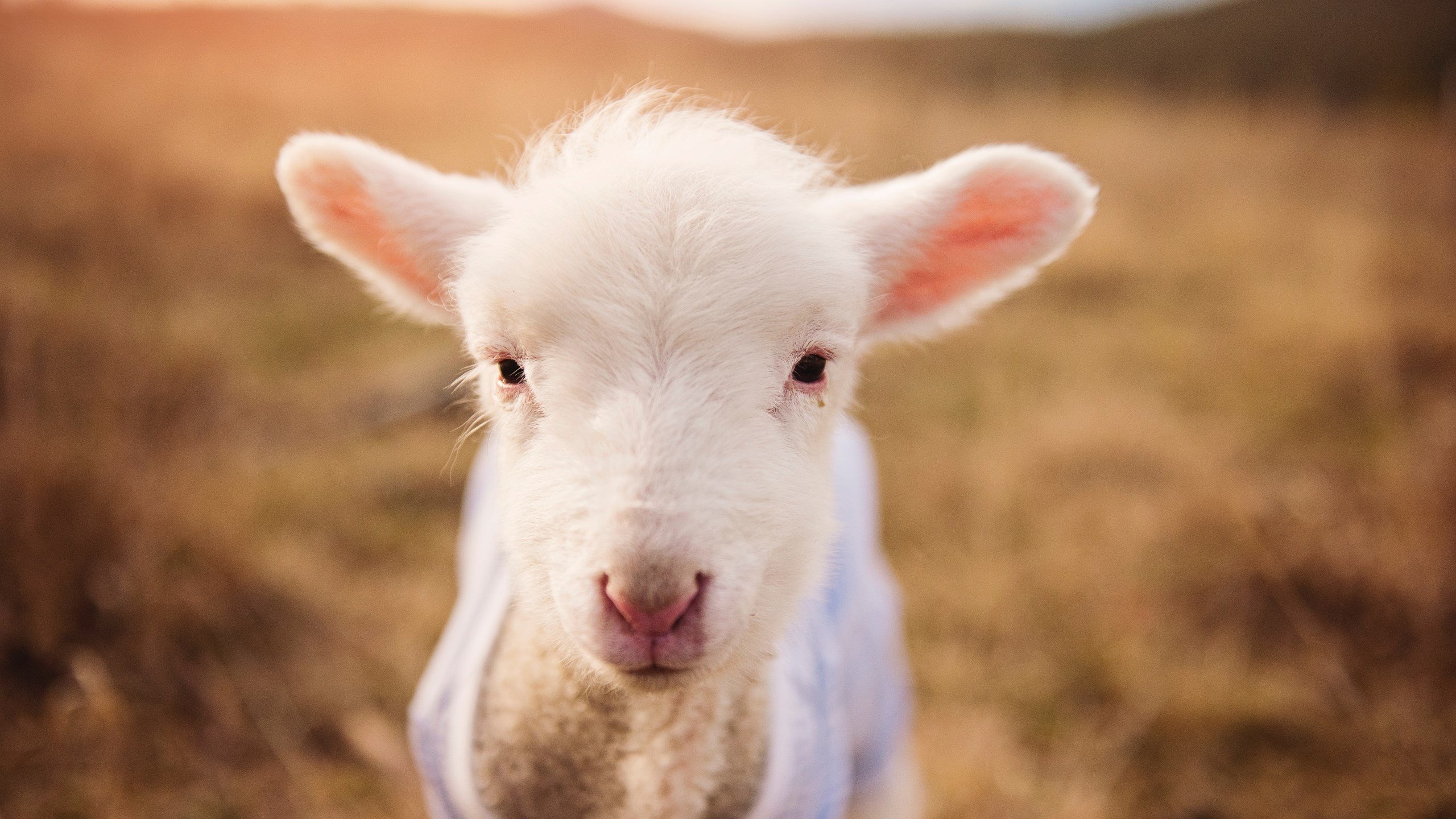 桑巴的阵痛与救赎,若日尼奥94分钟钢铁绝杀,巴西压哨惊魂委内瑞拉
