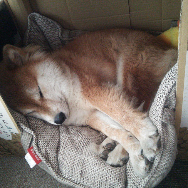 绝境孤星,杰伦·格林按下静音键,奇才粉碎十一冠王朝最后心跳