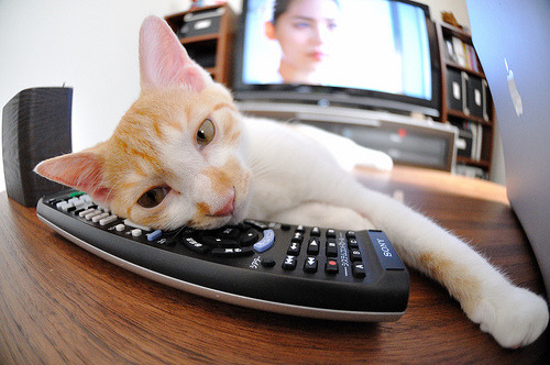 锡安统治级数据闪耀!骑士力克森林狼迎连胜