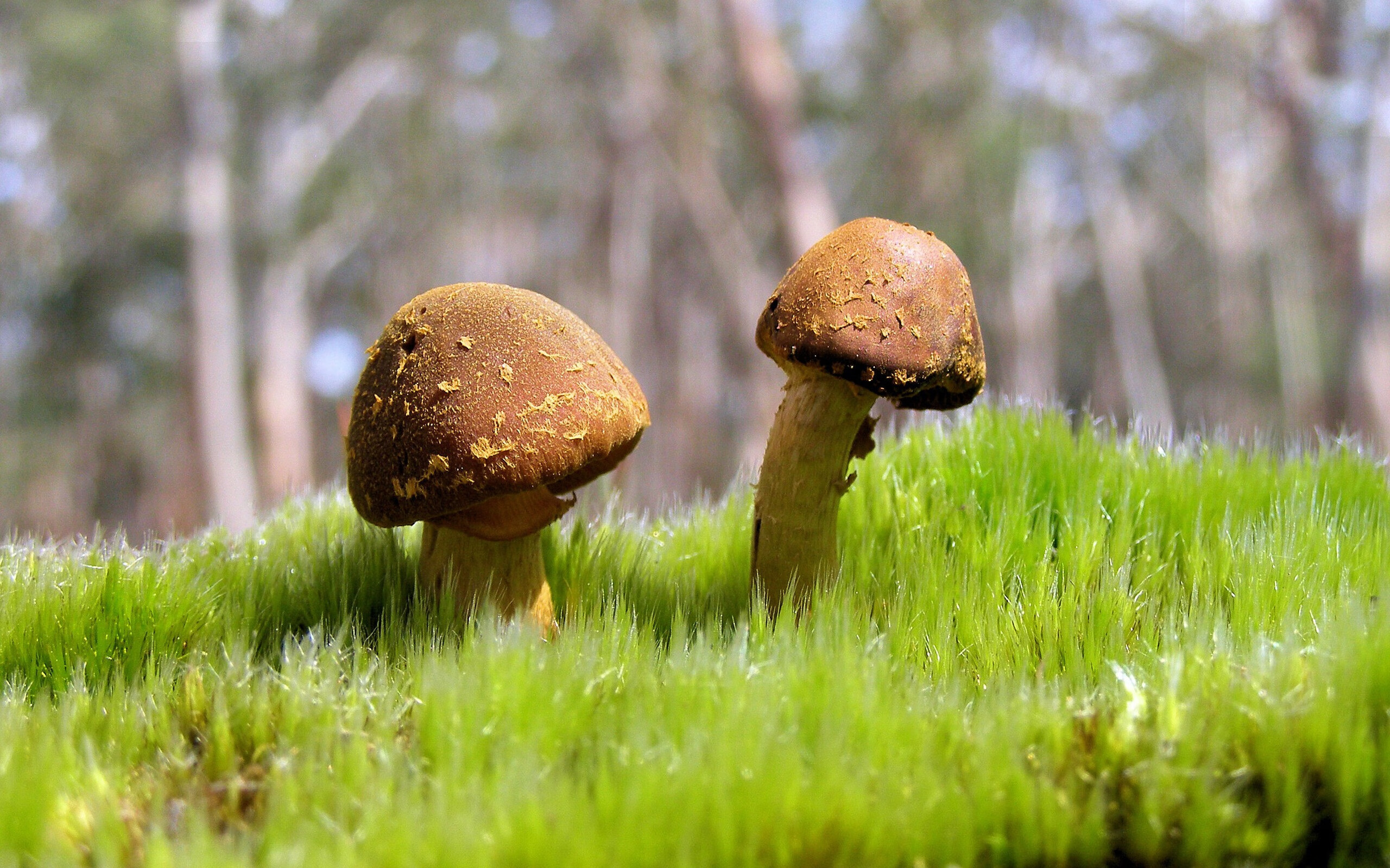 双城记，塔图姆引爆机械之心，绿衫军收割西北狼