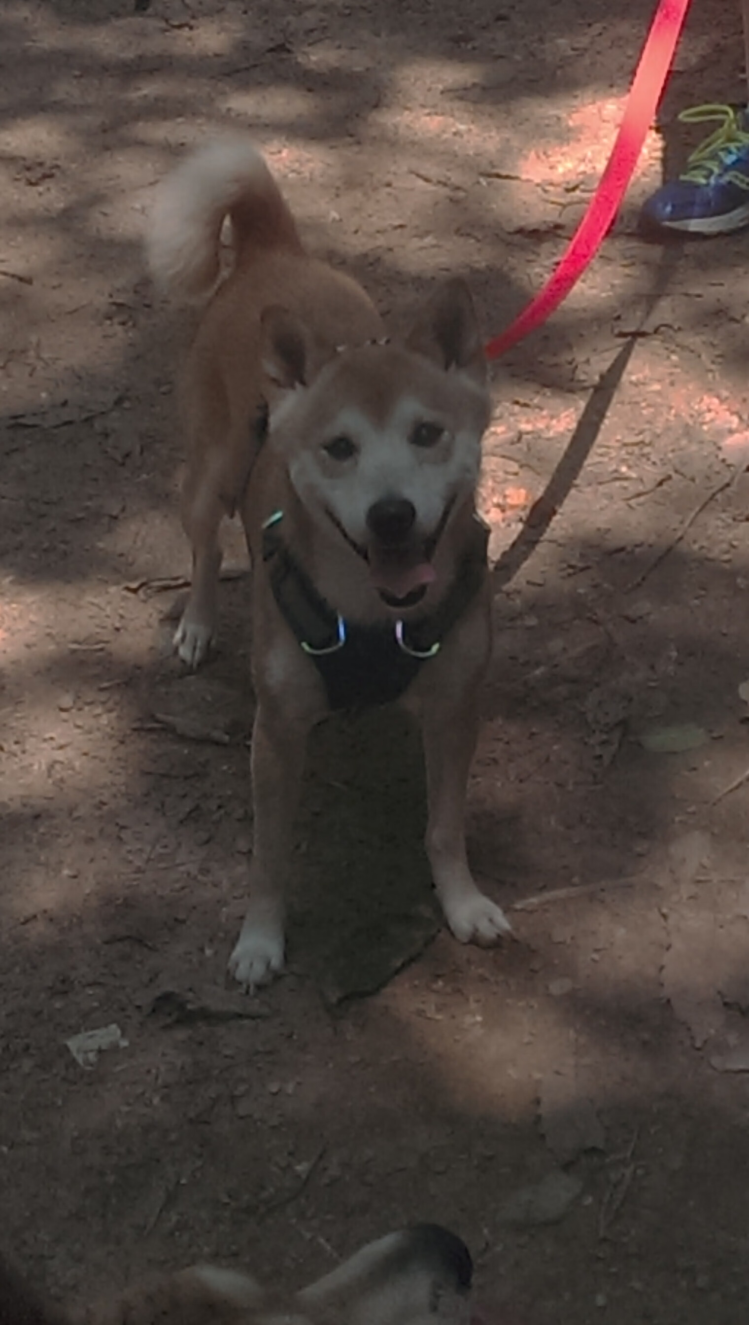 魔咒终章,恩比德以世界为幕布,绘就晋级星图