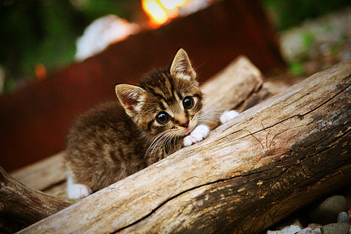 开云APP-阿拉巴关键节点连续得分，佛罗伦萨友谊赛险胜尼日利亚