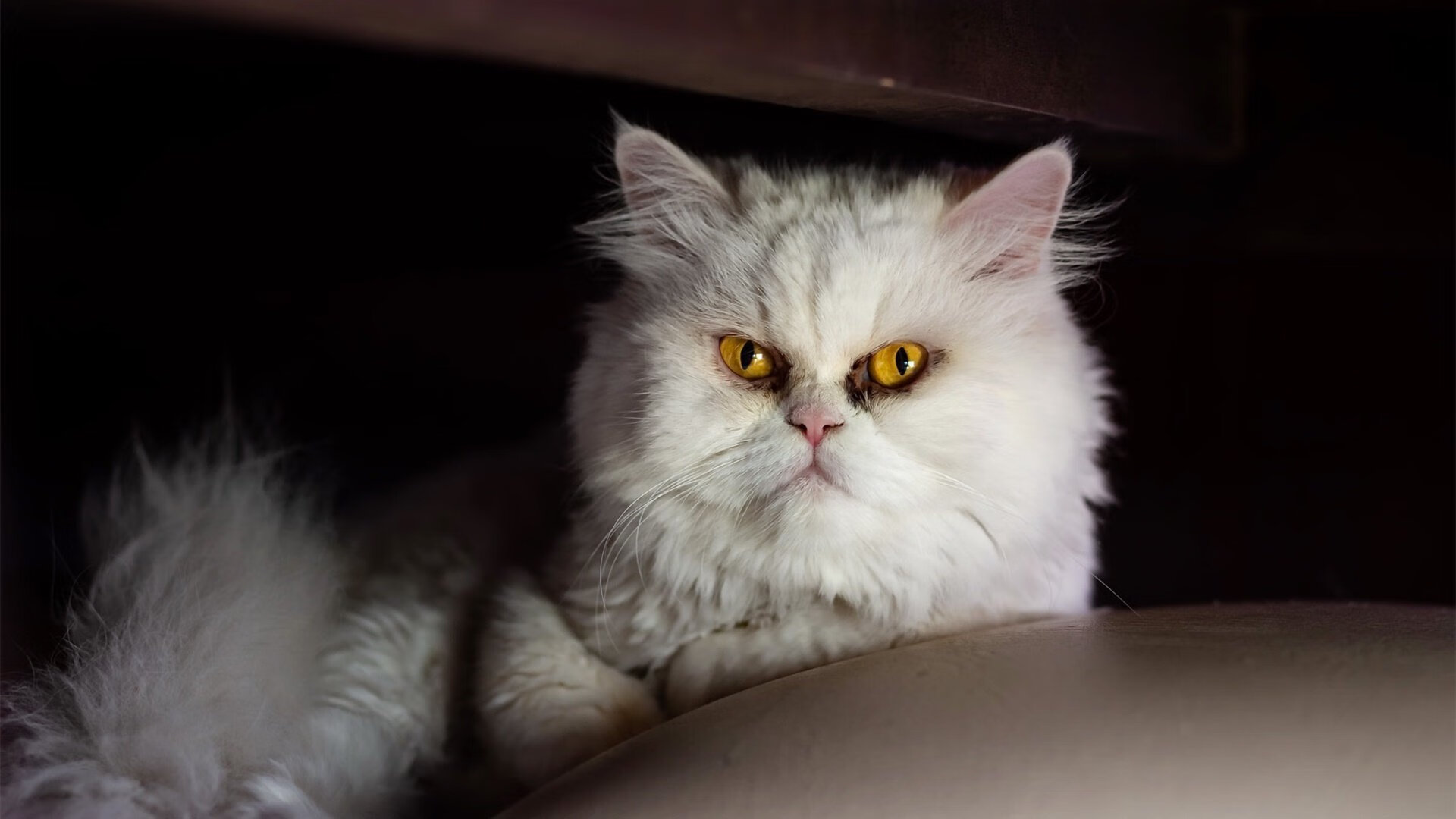 双城记，雷霆青春风暴席卷圣城，浓眉擎天巨柱定洛城