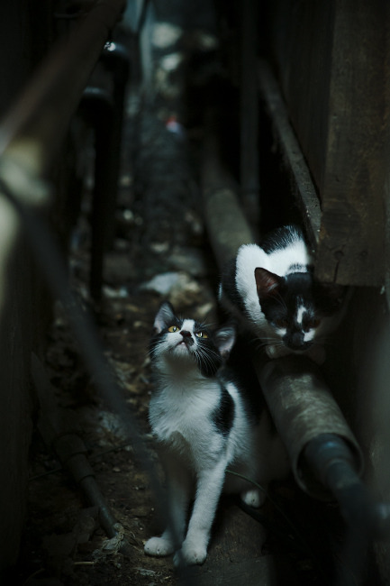 冰与火之歌，当巴斯托尼的火焰燃尽冰岛的铁壁，巴西写下唯一战术诗篇