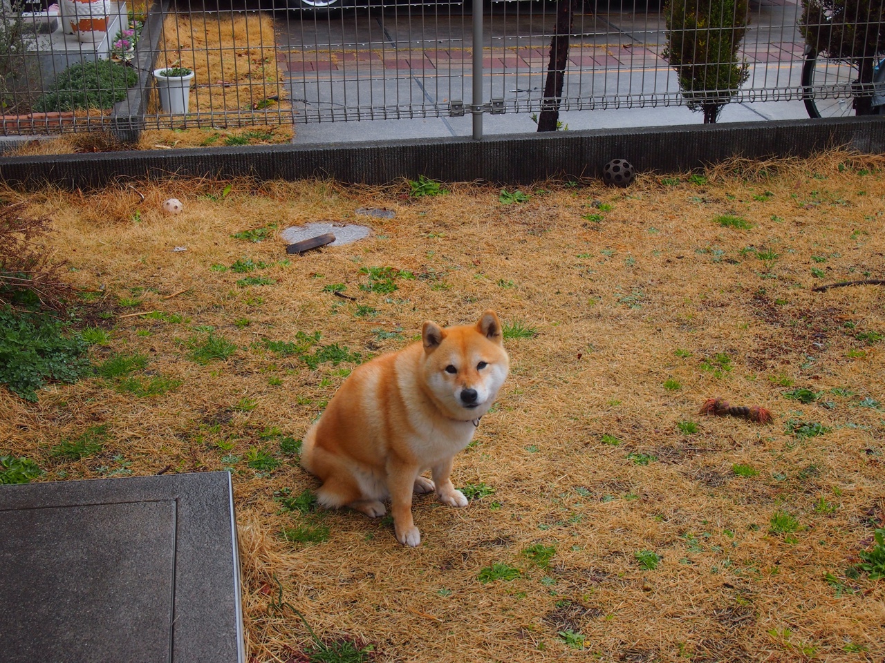 从威斯特法伦到金色海洋，那个叫拉亚的守护者