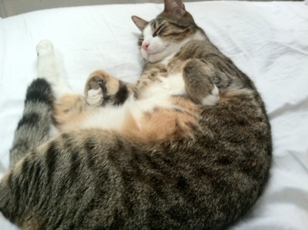 东方广厦对阵风城公牛，利拉德的越级舞台与征服者叙事