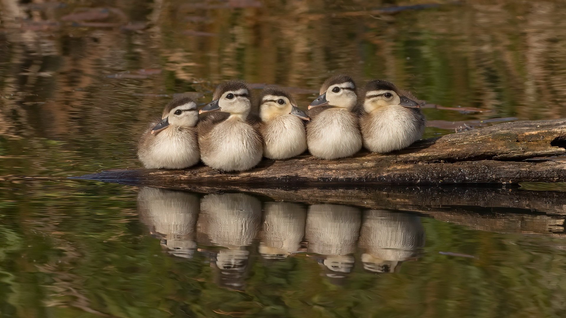 开云体育官网-莫兰特教科书级表现，当新王在雷霆主场写下时代宣言