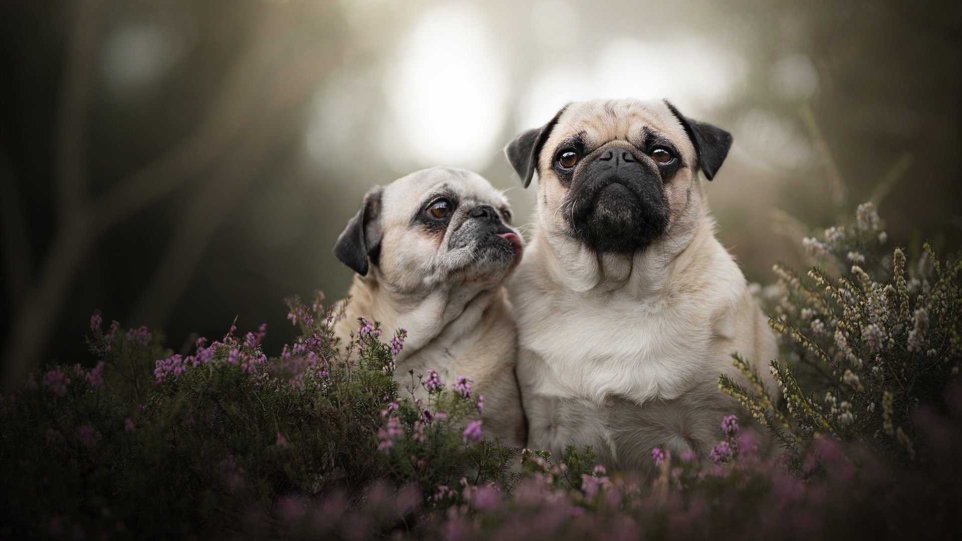 开云平台-东部王者的西征，凯尔特人跨越分区的制霸宣言