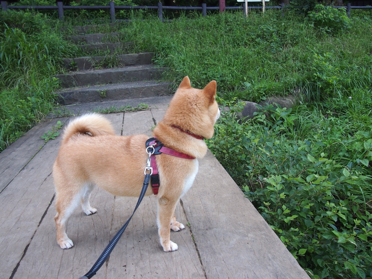 格列兹曼与委内瑞拉之镜，一场关于足球本质的遗忘与苏醒