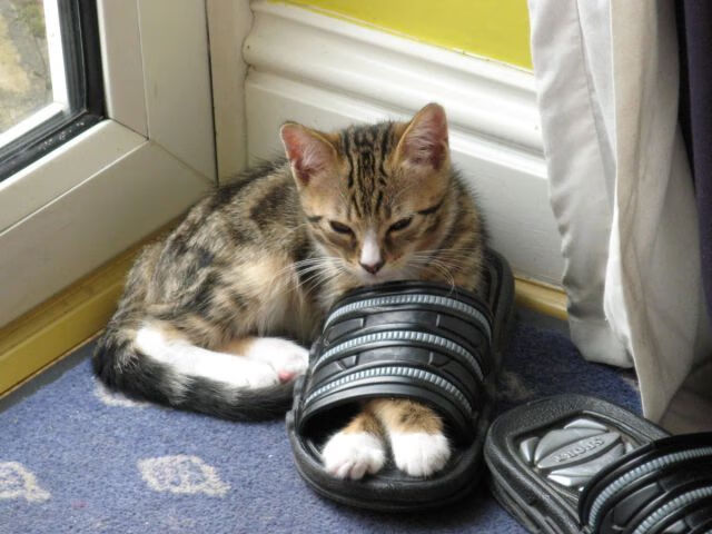 开云体育平台APP-蜂群战术席卷绿茵，解析美加墨世界杯焦点战中黄蜂对开拓者的全面压制