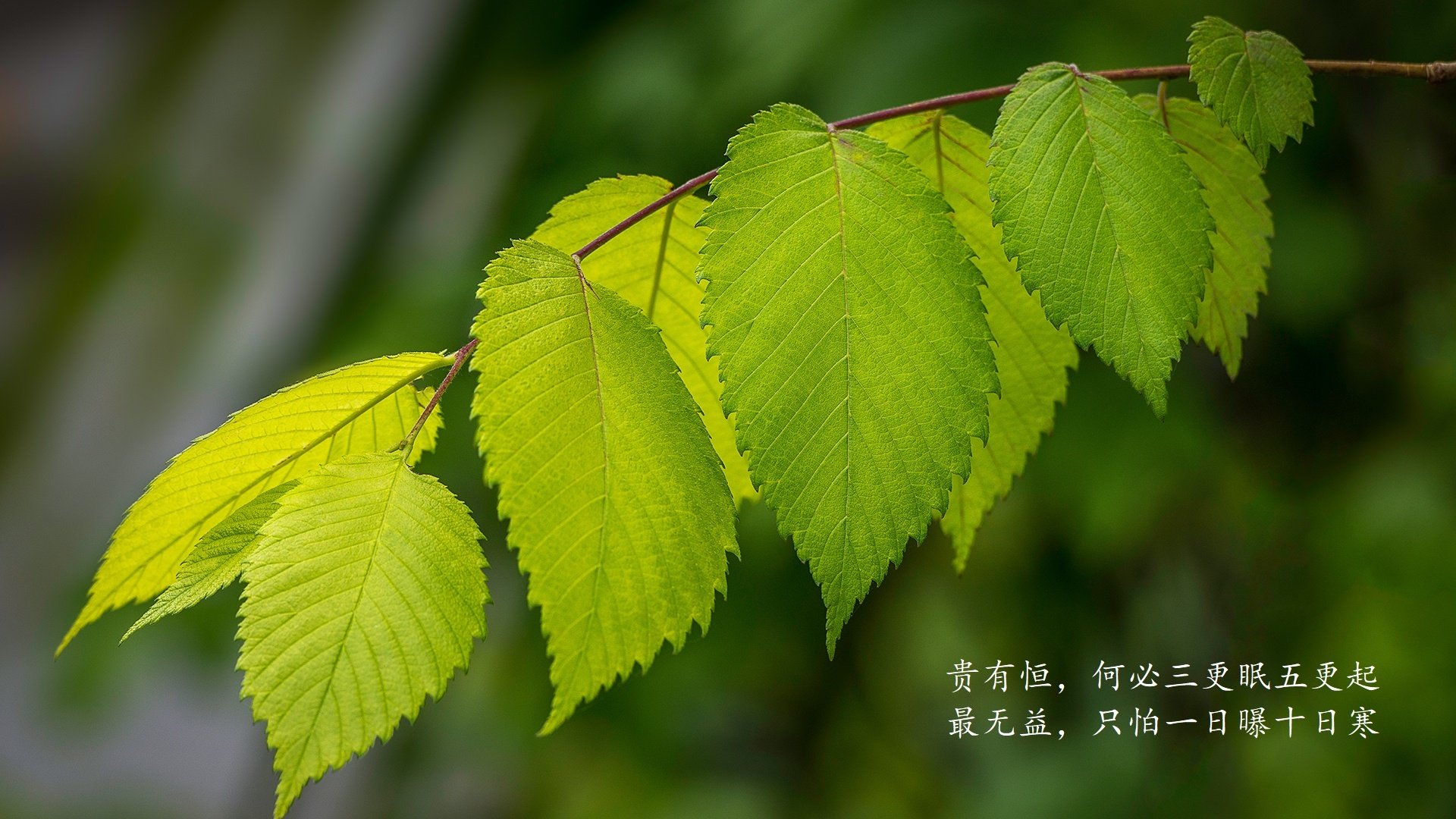 开云体育官网-唯一之役,2026世界杯E组血战,乌拉圭横扫巴西,佩德里孤星闪耀